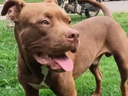 Cachorro raça Pit-Bull idade 1 ano nome Zeus 