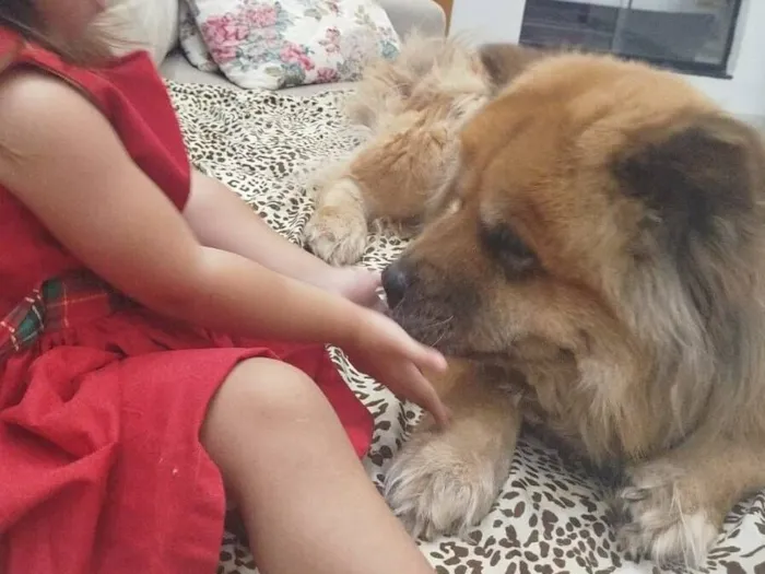 Cachorro raça Chow Chow idade 6 ou mais anos nome JADE