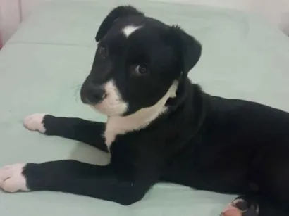 Cachorro raça SRD-ViraLata idade Abaixo de 2 meses nome Filhote 
