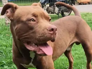 Cachorro raça Pit-Bull idade 1 ano nome Zeus