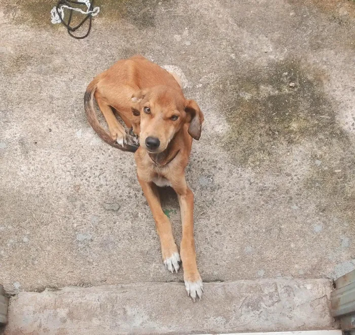 Cachorro raça SRD-ViraLata idade 7 a 11 meses nome Lua 