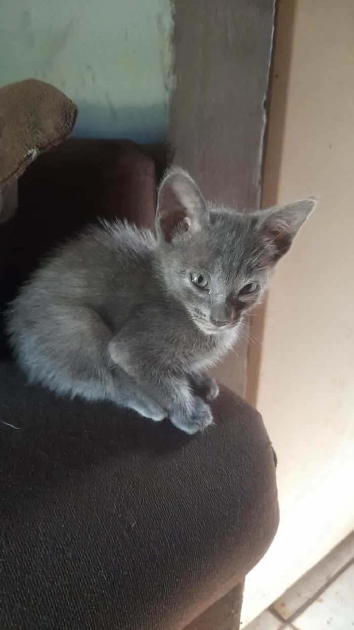 Gato raça SRD-ViraLata idade 2 a 6 meses nome sem nomes