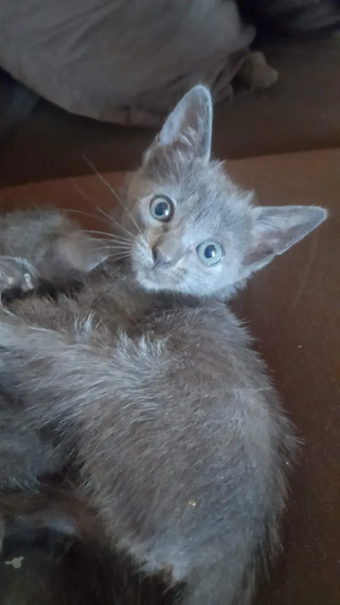 Gato raça SRD-ViraLata idade 2 a 6 meses nome sem nomes