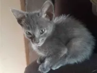 Gato raça SRD-ViraLata idade 2 a 6 meses nome sem nomes