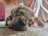 Cachorro raça SRD-ViraLata idade Abaixo de 2 meses nome Charlotte