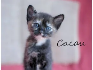 Gato raça SRD-ViraLata idade 2 a 6 meses nome Cacau