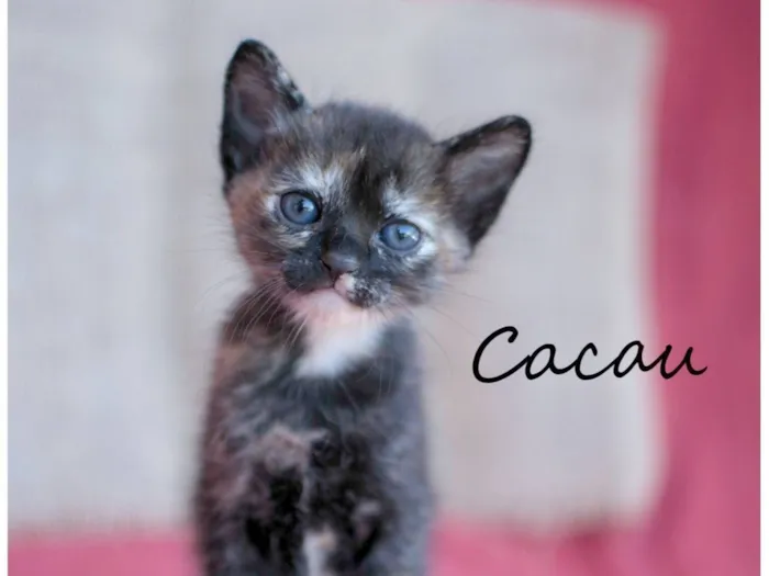 Gato raça SRD-ViraLata idade 2 a 6 meses nome Cacau