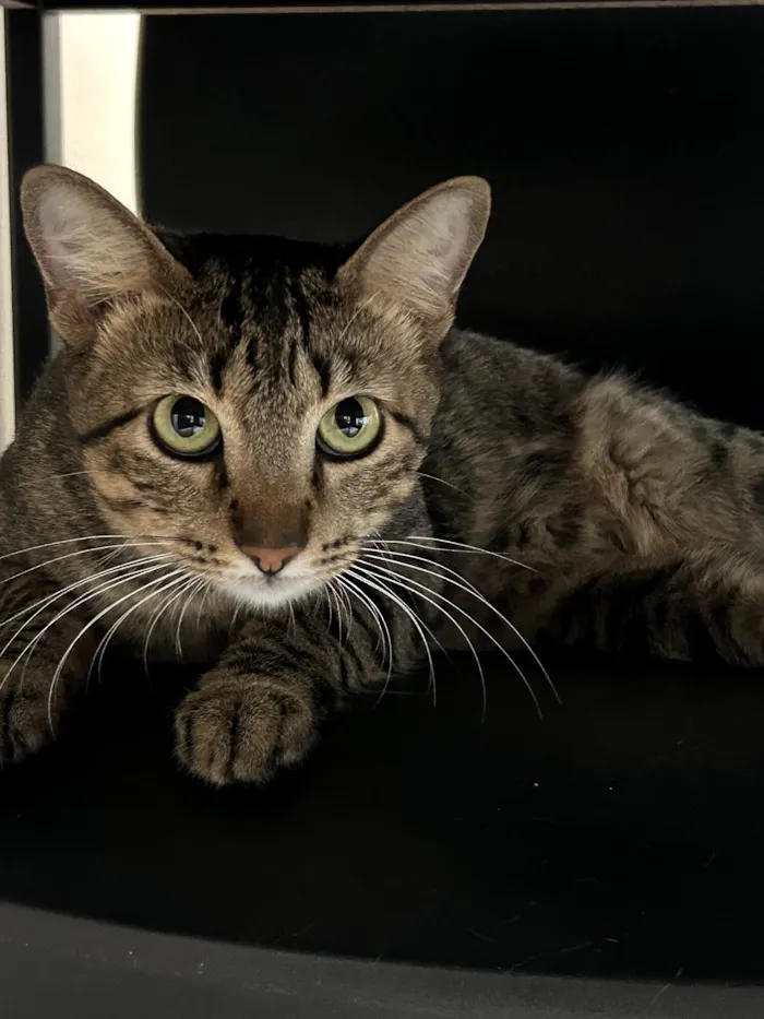 Gato raça SRD-ViraLata idade 2 a 6 meses nome Apito