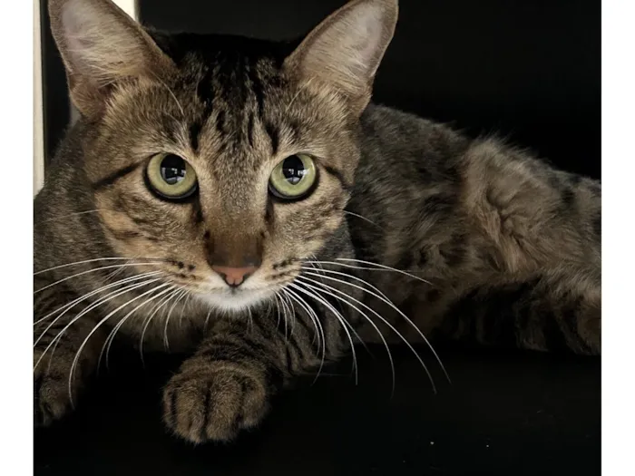 Gato raça SRD-ViraLata idade 2 a 6 meses nome Apito