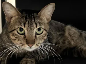 Gato raça SRD-ViraLata idade 2 a 6 meses nome Apito