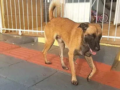 Cachorro raça SRD-ViraLata idade 1 ano nome Sem nome
