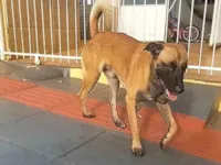 Cachorro raça SRD-ViraLata idade 1 ano nome Sem nome
