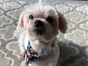 Cachorro raça Maltês idade 6 ou mais anos nome Leleco 