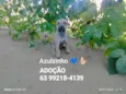 Cachorro raça SRD-ViraLata idade Abaixo de 2 meses nome Azulzinho 