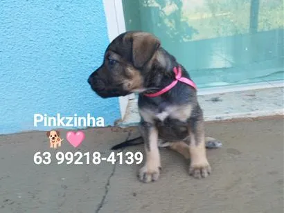 Cachorro raça SRD-ViraLata idade Abaixo de 2 meses nome Pinkzinha