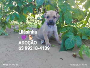 Cachorro raça SRD-ViraLata idade Abaixo de 2 meses nome Lilásinha