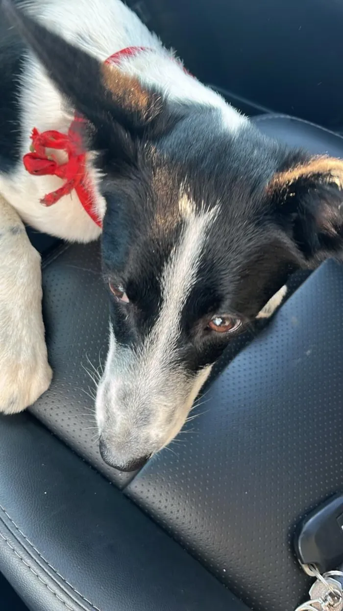 Cachorro raça SRD-ViraLata idade 7 a 11 meses nome KISS