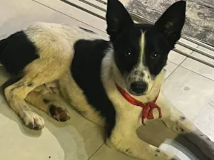 Cachorro raça SRD-ViraLata idade 7 a 11 meses nome KISS (provisório)