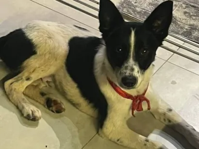Cachorro raça SRD-ViraLata idade 7 a 11 meses nome KISS (provisório)