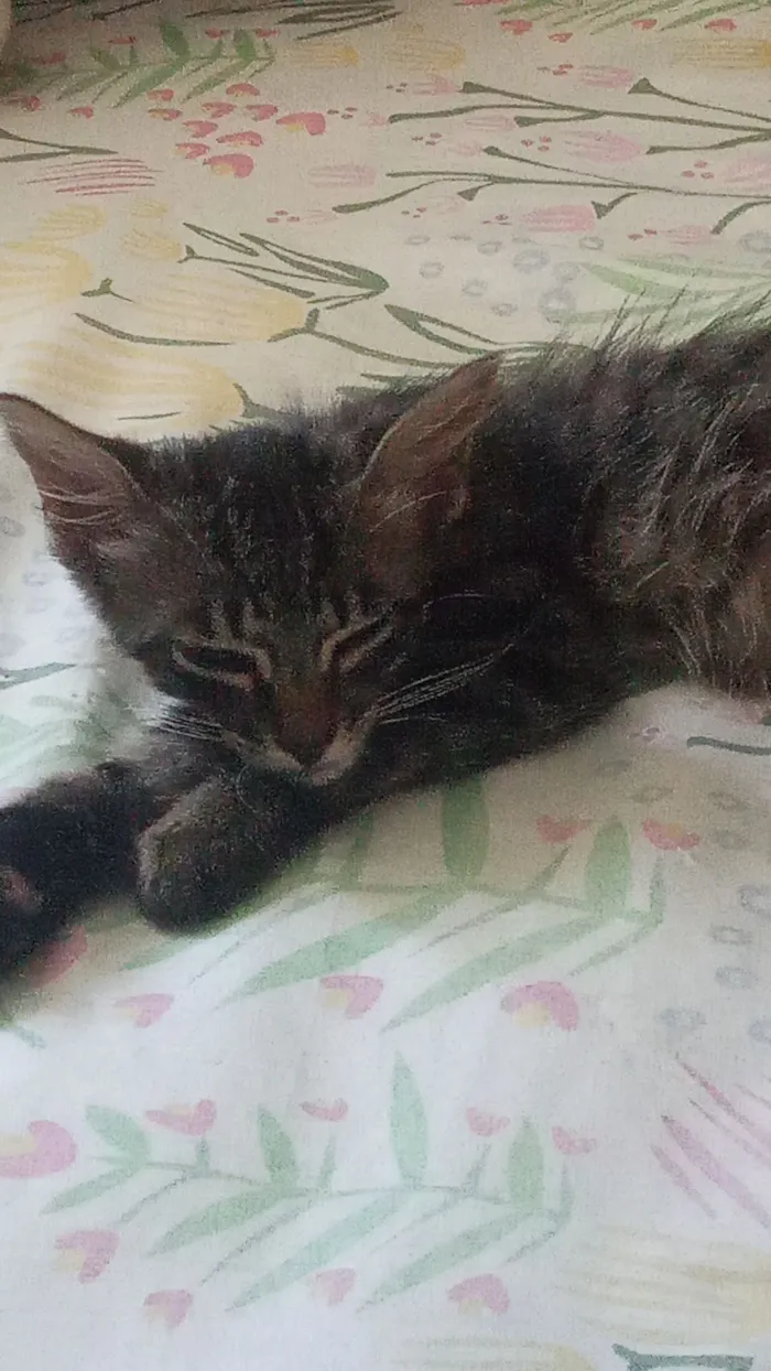 Gato raça SRD-ViraLata idade 2 a 6 meses nome Deen