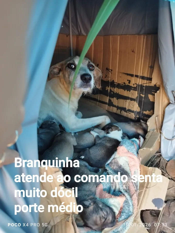 Cachorro raça SRD-ViraLata idade 1 ano nome Branquinha 