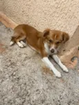 Cachorro raça SRD-ViraLata idade 7 a 11 meses nome Mel 