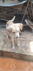 Cachorro raça SRD-ViraLata idade 2 anos nome TOBE