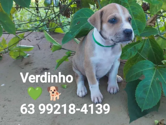 Verdinho 