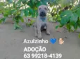 Cachorro raça SRD-ViraLata idade Abaixo de 2 meses nome Azulzinho 