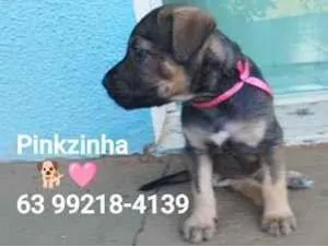 Cachorro raça SRD-ViraLata idade Abaixo de 2 meses nome Pinkzinha