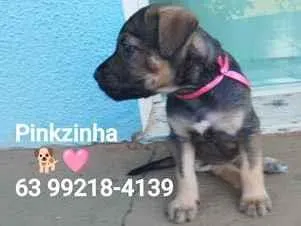 Cachorro raça SRD-ViraLata idade Abaixo de 2 meses nome Pinkzinha