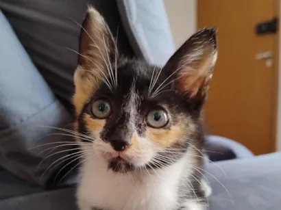 Gato raça SRD-ViraLata idade 2 a 6 meses nome Gatinha 