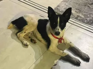 Cachorro raça SRD-ViraLata idade 7 a 11 meses nome KISS