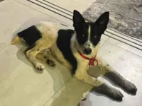 Cachorro raça SRD-ViraLata idade 7 a 11 meses nome KISS