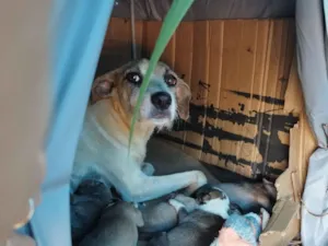 Cachorro raça SRD-ViraLata idade 1 ano nome Branquinha 