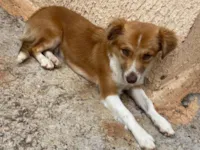 Cachorro raça SRD-ViraLata idade 7 a 11 meses nome Mel 