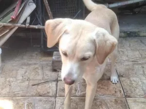 Cachorro raça SRD-ViraLata idade 2 anos nome TOBE