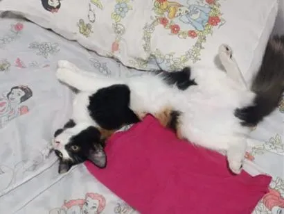 Gato raça SRD-ViraLata idade 7 a 11 meses nome Icy