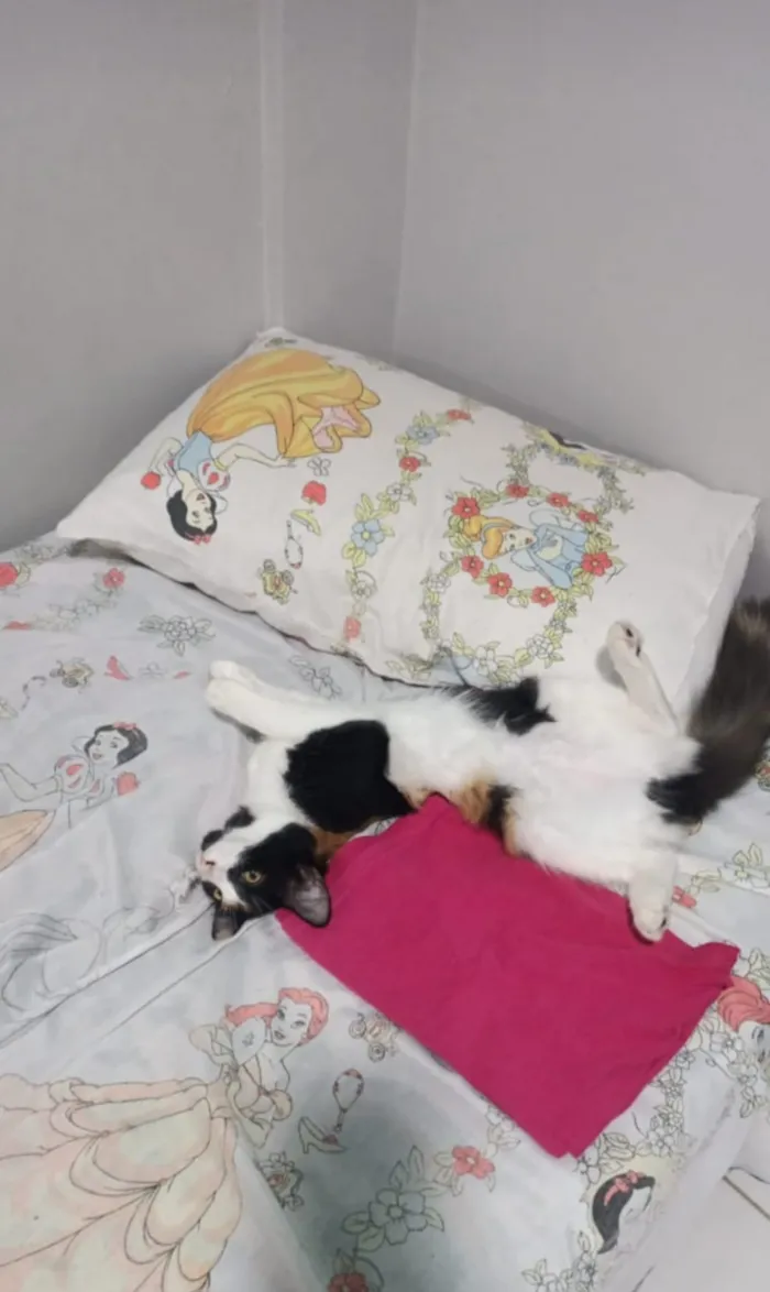 Gato raça SRD-ViraLata idade 7 a 11 meses nome Icy