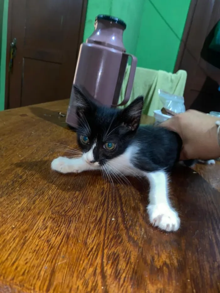 Gato raça Exótico idade 2 a 6 meses nome Heitor Miguel