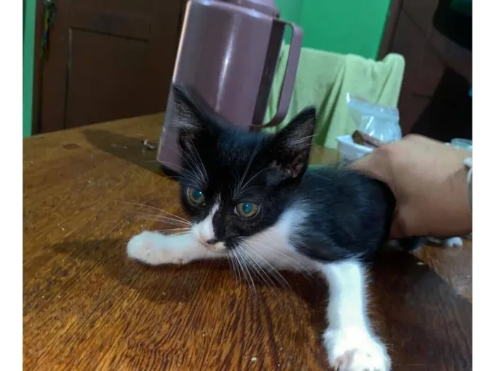 Gato raça Exótico idade 2 a 6 meses nome Heitor Miguel