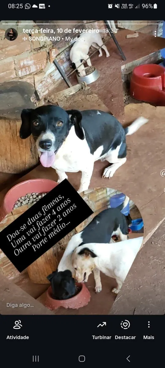 Cachorro raça SRD-ViraLata idade 4 anos nome Megue