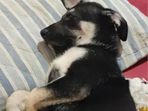 Cachorro raça SRD-ViraLata idade 2 a 6 meses nome Pingo e Max 
