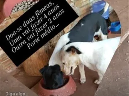 Cachorro raça SRD-ViraLata idade 2 anos nome xakira