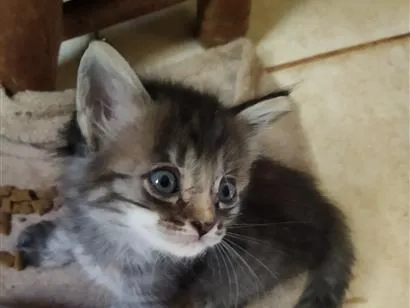 Gato raça SRD-ViraLata idade 2 a 6 meses nome Sem nome