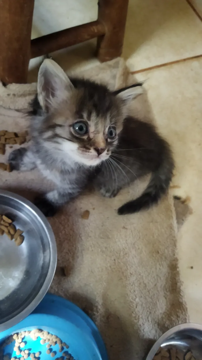 Gato raça SRD-ViraLata idade 2 a 6 meses nome Sem nome