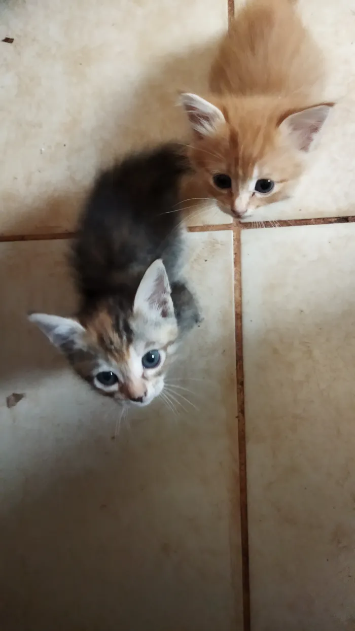 Gato raça SRD-ViraLata idade 2 a 6 meses nome Sem nome