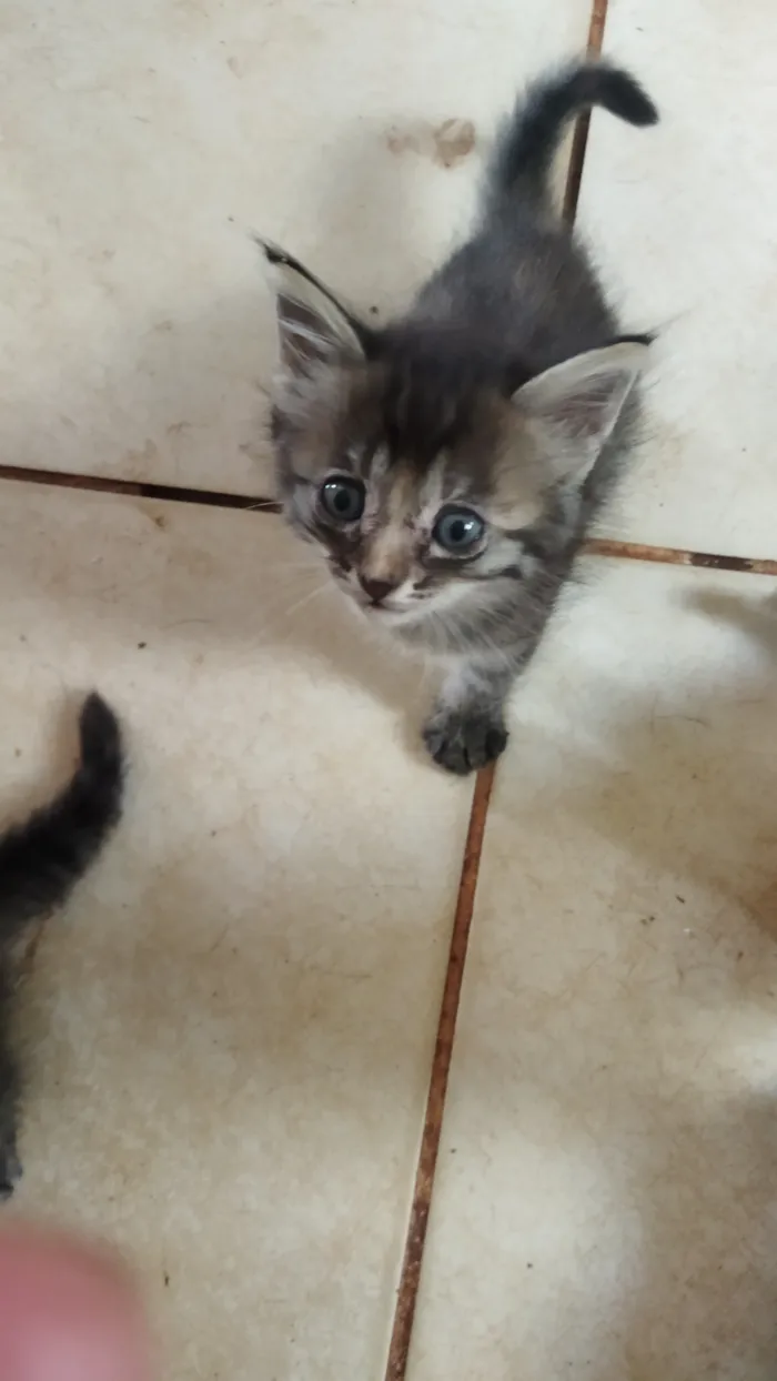 Gato raça SRD-ViraLata idade 2 a 6 meses nome Sem nome