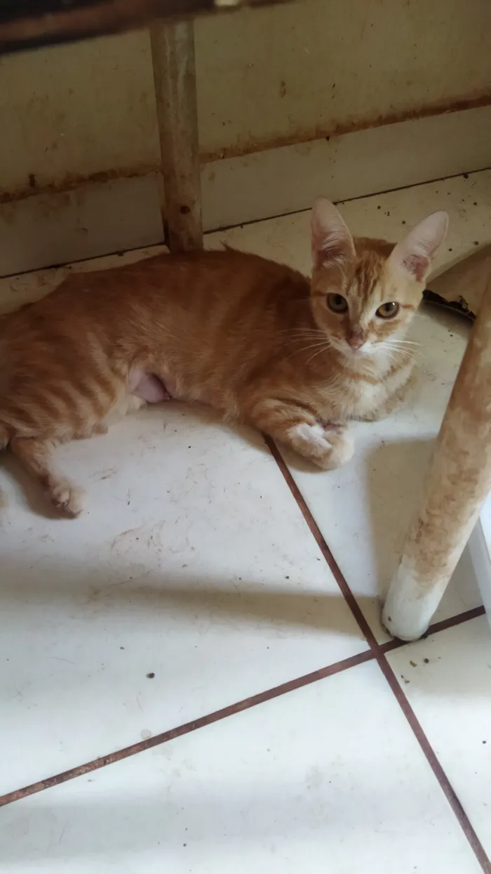 Gato raça SRD-ViraLata idade 2 a 6 meses nome Sem nome