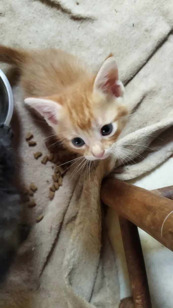 Gato raça SRD-ViraLata idade 2 a 6 meses nome Sem nome